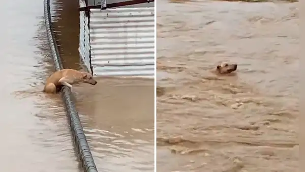 Valiente perro nada para ponerse a salvo de la fuerte corriente de un río