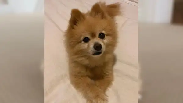 Joven intenta cortar el pelo de su perro durante la cuarentena, pero lo deja irreconocible [FOTOS]