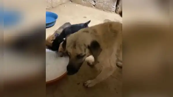 Perrita es rescatada con sus crías y reciben alimento tras varios días sin comer [VIDEO]