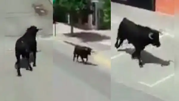 Twitter: toro se escapa y mujer graba el hecho mientras tenía sexo, según usuarios [VIDEO]