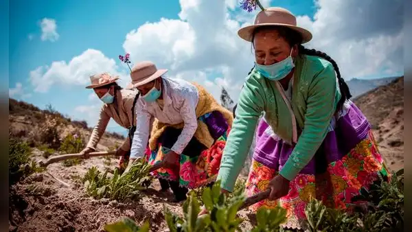 Proponen la entrega de un bono a familias agricultoras afectadas por las heladas