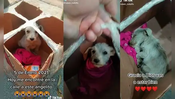 Encuentra cachorro abandonado en una caja y decide adoptarlo en su casa