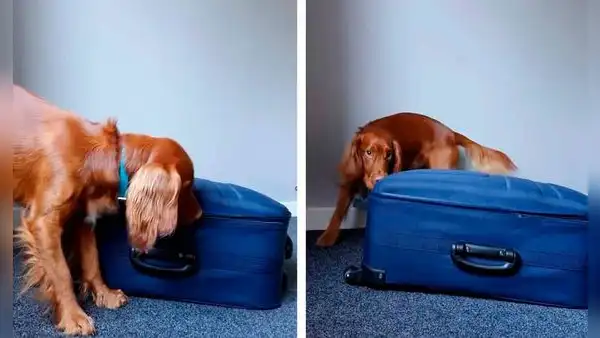 Joven le enseña un truco a su perro para que aprenda a abrir las maletas 