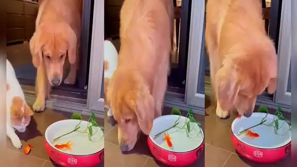 Perro rescata a pez moribundo que fue sacado del agua por un travieso gato