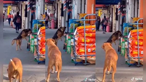 Perro callejero aprovecha descuido de vendedor y le roba comida en segundos