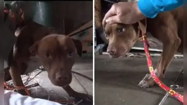Rescatan a perrita que vivía aislada en un garaje y temía a las personas