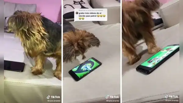 Se viraliza una perrita a la que le encanta la serie Paw Patrol 