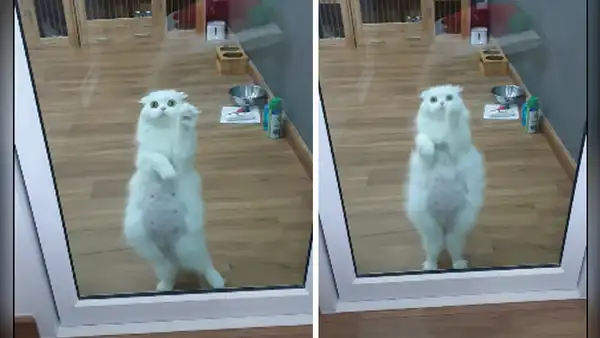Deja sola a su gata en casa y al regresar la encuentra en divertida escena