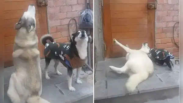 Perros protagonizan ‘dramática’ escena al ver que su dueño se fue de casa