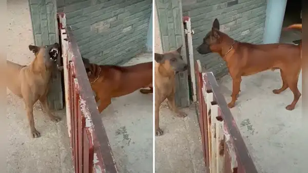 Perros tienen extraño comportamiento al notar que abren una reja