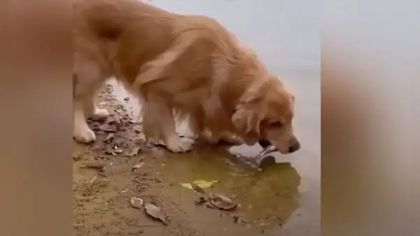Perro regresa un pez al agua y le salva la vida