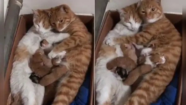 Gato abraza a la mamá de sus crías mientras esta los alimenta
