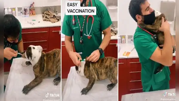 Veterinario muestra su método para vacunar a un perro sin causarle molestia