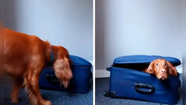 Perrito se mete a una maleta cuando su dueño alista su equipaje