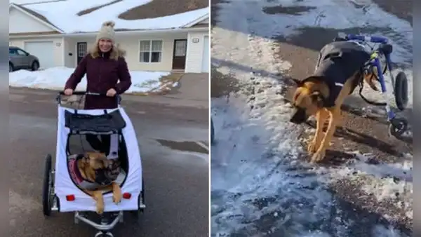Adoptan a perrito con discapacidad y le obsequian una silla de ruedas