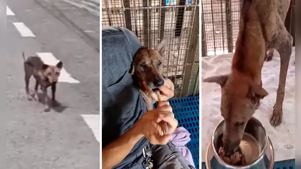 Perrita embarazada y abandonada en medio de la calle logró un final feliz