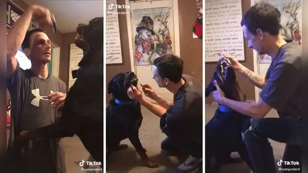 Se viraliza un temerario dueño que cepilla los dientes de su rottweiler