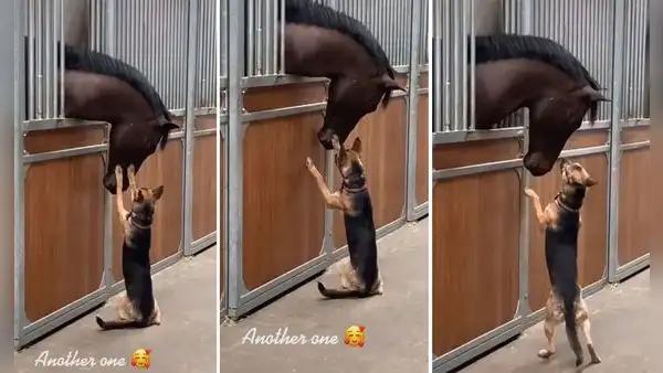 Lleva a su perro a un establo y este le da ‘caricias’ a uno de los caballos