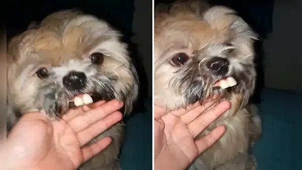 Perro luce como un conejo al ponerse dentadura postiza