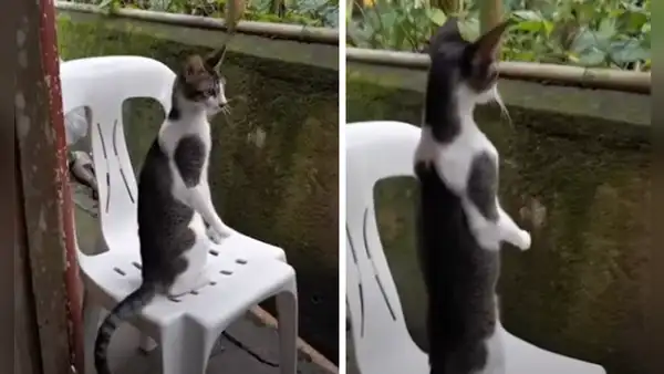 Gato se para en dos patas para observar a escondidas la pelea de sus vecinos