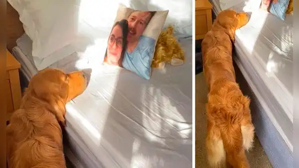 Perro ve la foto de sus dueños en la almohada y ‘cree’ que siguen durmiendo