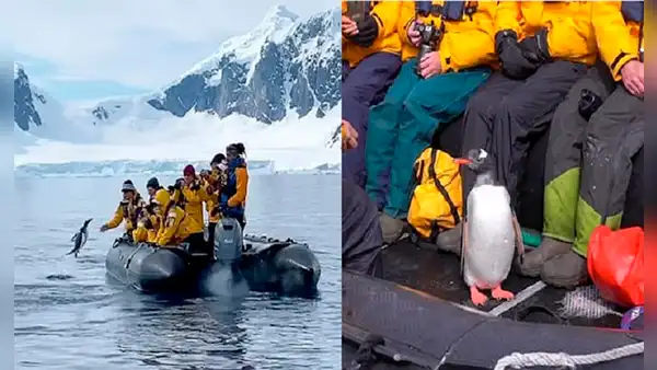 Pingüino salta a un bote de turistas para escapar de unas orcas