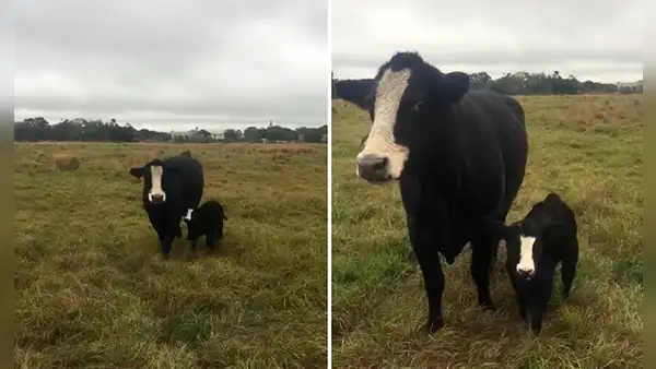 Vaca enternece las redes al ‘mostrar’ por primera vez a su ternero