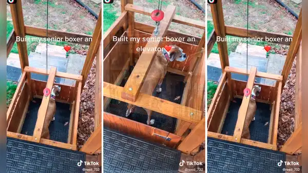 Joven construye un ascensor de madera para su perro adulto mayor