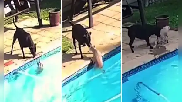 Cachorro cae por error a la piscina y su ‘amigo’ corre a rescatarlo