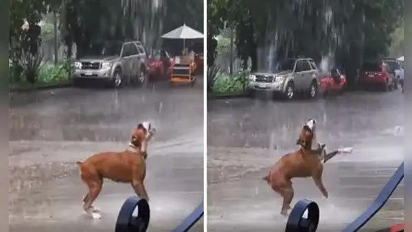Perro se ‘emociona’ con intensa lluvia y disfruta jugando bajo el agua