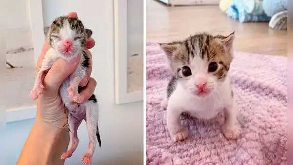 Gatito bebé consigue un nuevo hogar luego de ser rescatado de la calle