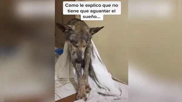 Perro adoptado ‘cree’ que aún vive en la calle y tiene miedo de dormirse