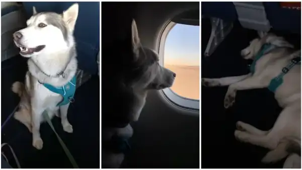 Adorable husky sube a avión con su dueña y ella graba toda la travesía