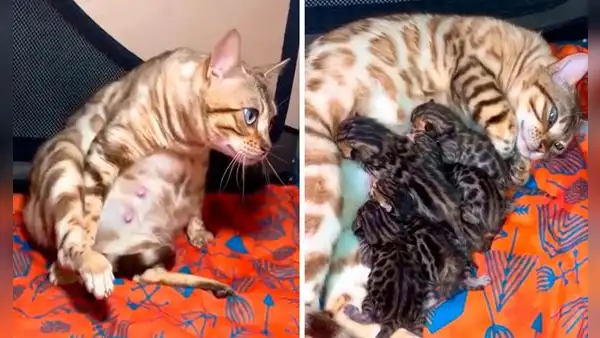 Joven acompaña a su gatita y la ayuda a dar a luz a sus futuros bebés