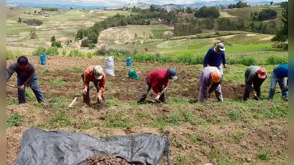 La papa y el agro en campaña: esto proponen Perú Libre y Fuerza Popular