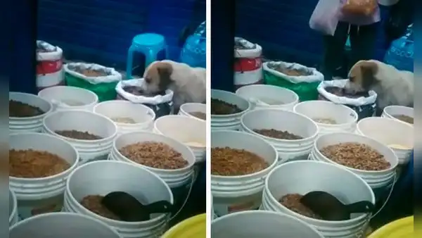 Comerciante halla a perrito callejero comiendo las croquetas más caras de su tienda 
