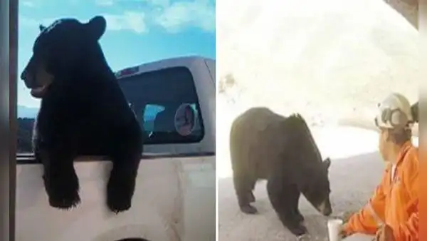 Oso espera en la carretera para ‘pedir’ a los conductores que le den un paseo