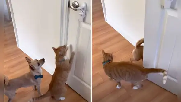 Perro y gato se unen para abrir la puerta del armario y sacar sus juguetes