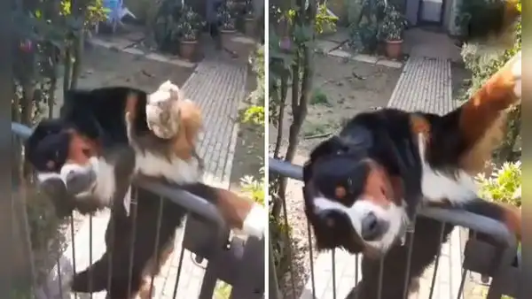 Perrito espera a su vecino todos los días para saludarlo antes de que vaya a trabajar