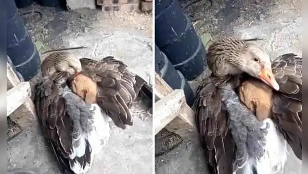 Pato acurruca entre sus alas a perrito abandonado que temblaba de frío