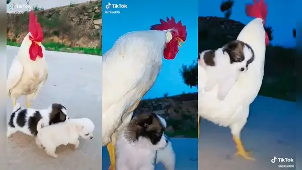 Un gallo ‘adopta’ a dos cachorros que fueron rescatados y los cuida como suyos