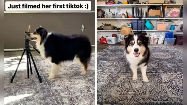 Perrito prende la cámara de su dueña a escondidas para ‘grabar’ su propio video de TikTok