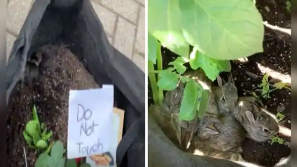 Acude a una tienda de plantas y encuentra a conejos bebés viviendo en una maceta