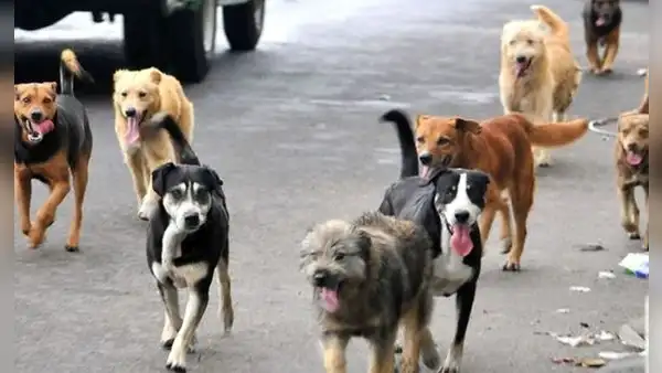 Aprueban norma que prioriza esterilización de perros y gatos