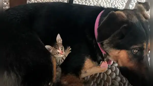Perrita callejera ‘adopta’ a gatita y ambas se convierten en compañeras inseparables