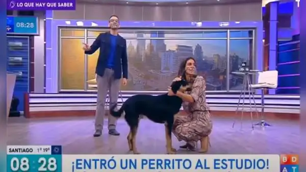 Perrito sin hogar entra a set de TV y conductora decide llevárselo a su casa