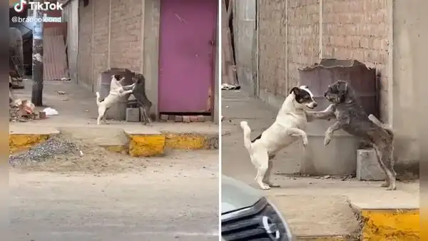 Joven encuentra a dos perritos callejeros en insólita escena cuando retornaba a su casa