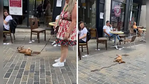 Perro no quiere acabar con su paseo y le hace ‘berrinche’ a su dueña para no ir a casa