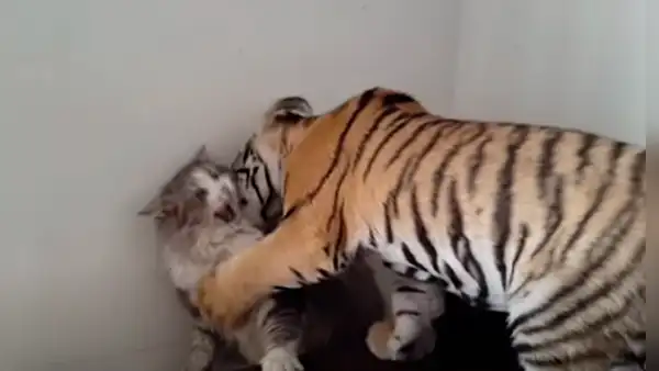 Feroz tigre se acerca a pequeño gatito y este asombra con su reacción 