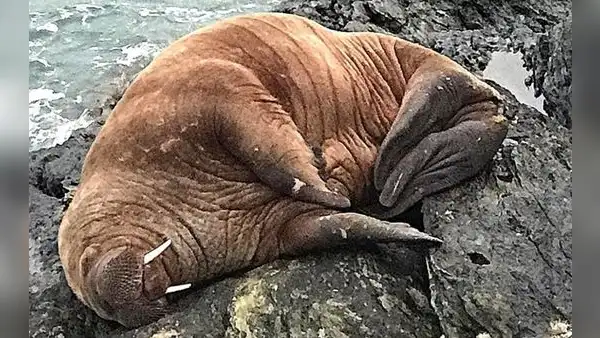 Morsa se quedó dormida en un iceberg y aparece en Irlanda